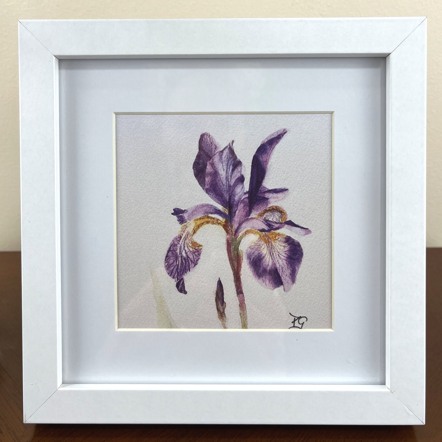 Print "Iris Study" 10x10cm, framed 17x17 cm